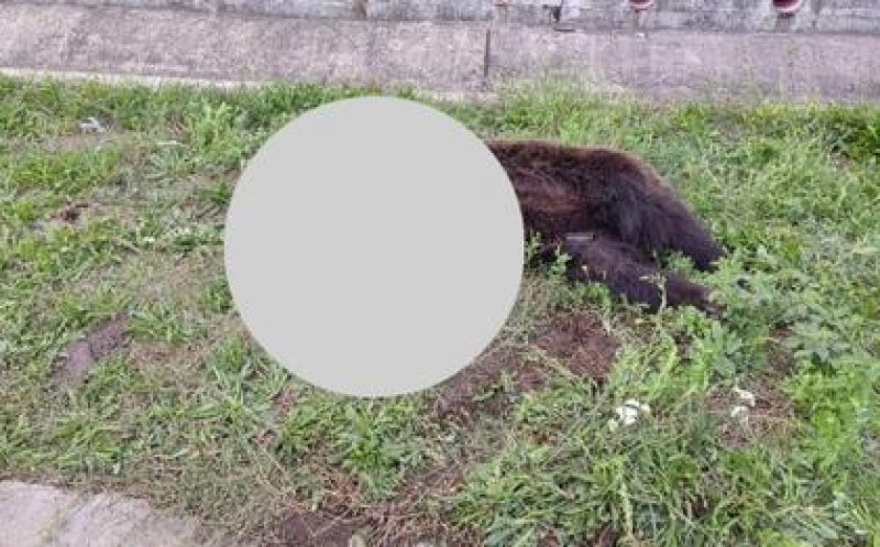Urs LOVIT de două mașini pe A3. Animalul a murit
