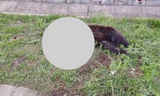 Urs LOVIT de două mașini pe A3. Animalul a murit