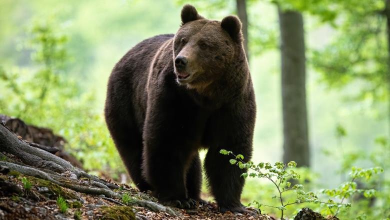 Un URS a fost văzut într-o zonă turistică din Cluj. Zeci de mii de oameni vizitează anual acest loc