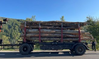 Furt de lemn din pădurile Clujului: Bărbat amendat și lemn confiscat de Poliție
