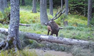 VIDEO inedit din Parcul Natural Apuseni: Boncănitul cerbilor, lupta pentru supremația asupra cârdurilor de ciute