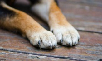 Bărbat cercetat pentru că a aruncat un câine de la etajul 5. Totul a pornit de la o ceartă cu șotia