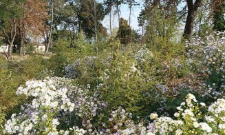 Parcul Feroviarilor, cu puțin timp înainte de deschidere. Someșul nostru: "Decizia salutară a arhitectului a fost de a nu tăia copacii la râu, ch