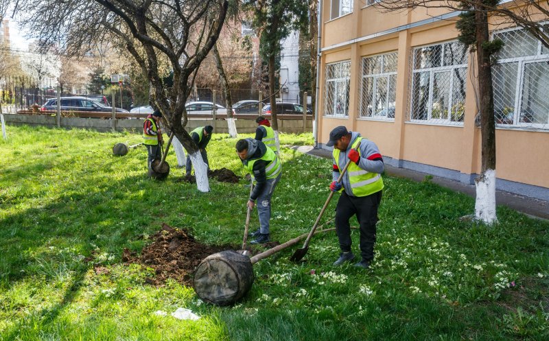 Peste 1.200 de arbori vor fi plantați în această toamnă la Cluj-Napoca