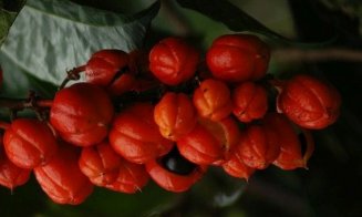 Fructul NEBĂNUIT de sănătos. I se spune "Elixirul Vieții"