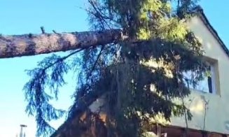 Vântul puternic a făcut pagube la Cluj: Un stâlp de electricitate și un copac, prăbușiți pe două case