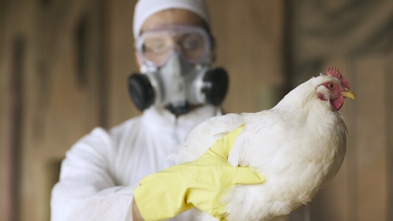 Focar de GRIPĂ AVIARĂ în România! Europa, afectată de un nou val de virus H5N1