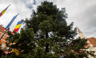 Sărbătorile de iarnă se apropie: a sosit bradul de Crăciun în Piața Unirii!