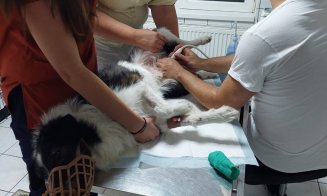 De la o postare share-uită din Cluj... Povestea lui Pedro, un cățel cu meningită spinală salvat dintr-o benzinărie. Acum îşi caută stăpâni
