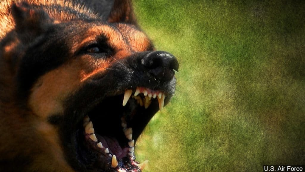 Acțiune a polițiștilor de la Protecția Animalelor la Cluj. Mai mulți stăpâni ai unor câini considerați periculoși au fost amendați