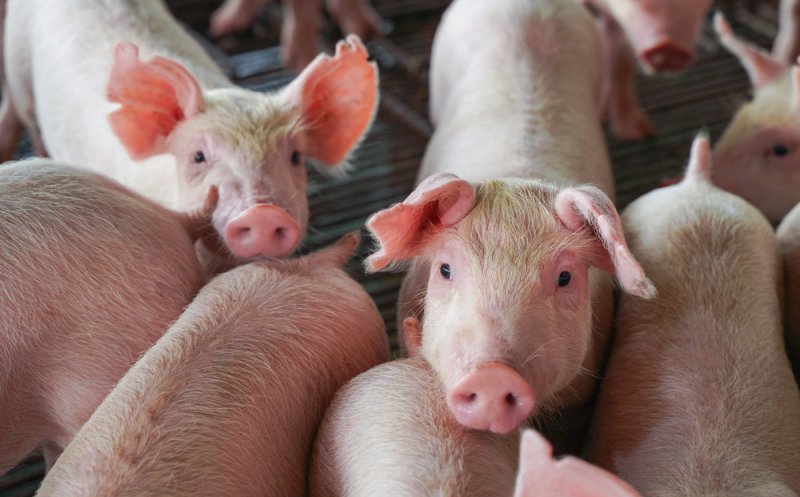 Adăposturi pentru porci: cum să asigurați un mediu confortabil și sigur?
