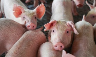 Adăposturi pentru porci: cum să asigurați un mediu confortabil și sigur?