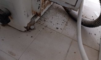 Probleme mari la magazinele PENNY și AUCHAN din Cluj. Protecția Consumatorilor a găsit ouă cu excremente, carne stricată și mizerie. Clienții erau păc