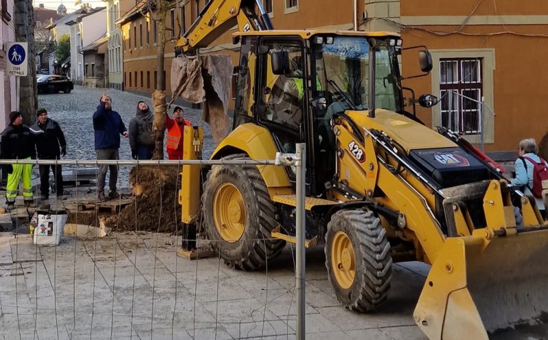 Noi copaci pe Universității