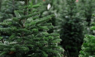 Romsilva scoate la vânzare aproape 25.000 de brazi de Crăciun. Prețurile, în funcție de specie și înălțime