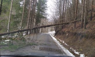 Arbori căzuți pe un drum din judeţul Cluj. Intervin pompierii