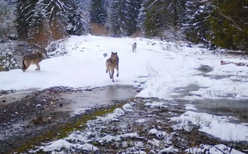 Lupii, confuzi, dar fascinaţi de camerele de monitorizare