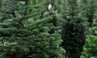 Unde se pot arunca brazii de Crăciun / Iluminatul festiv va fi oprit