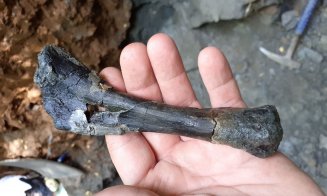 Fosile de dinozaur, unice în lume, descoperite în Transilvania. Fragmentele osoase au o vechime de 70 de milioane de ani