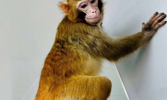 Oamenii de ştiinţă au reuşit să cloneze un macac rhesus/ Ce spun despre clonarea umană