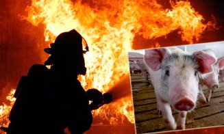 INCENDIU în Cluj la un adăpost pentru porci. 7 anexe cuprinse în totalitate de de flăcări / Animale arse