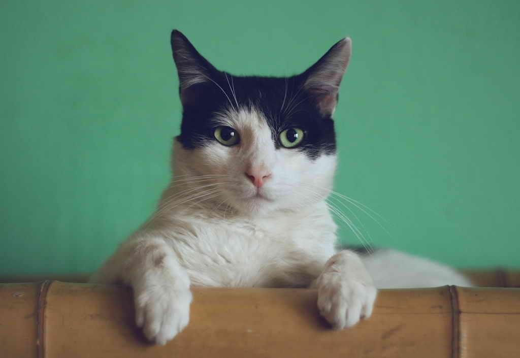 Câți bani cheltuie românii online pentru animalele de companie. Clujul, în topul comenzilor