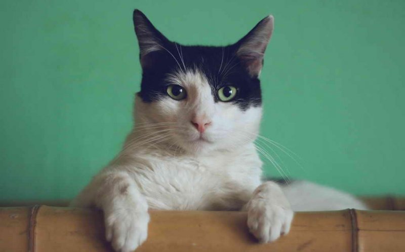 Câți bani cheltuie românii online pentru animalele de companie. Clujul, în topul comenzilor