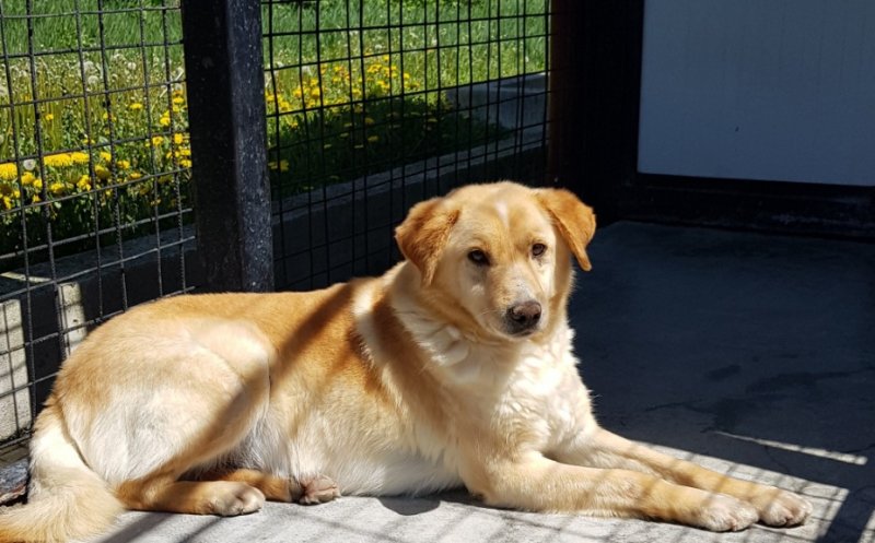 Peste 300 de câini, pregătiți să fie oricând adoptați la Cluj-Napoca