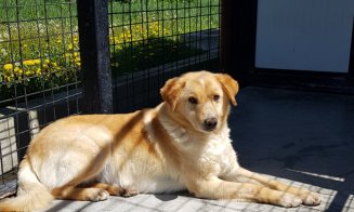 Peste 300 de câini, pregătiți să fie oricând adoptați la Cluj-Napoca
