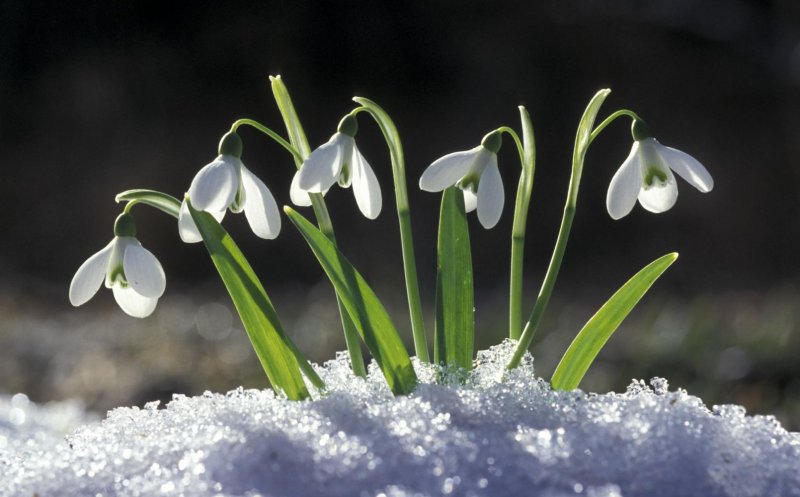 Ploi și lapoviță în acest weekend. De luni însă, un val de aer tropical va aduce temperaturi neobișnuite