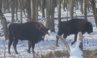 Imagini rare din sălbăticie: Căprioare alături de zimbri, în căutare de hrană