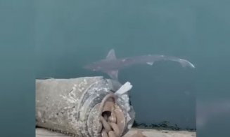 Rechin filmat lângă Mamaia, în zona Portului Tomis. Biolog: "Nu prea vine la mal pentru că nu-i place apa caldă"