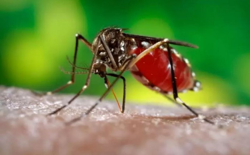 MAE a emis o atenționare pentru românii care vor să călătorească în țări cu risc de malarie