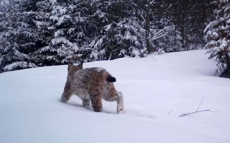 Imagini rare! Splendoare în zăpadă... Râs surprins de camere în Apuseni