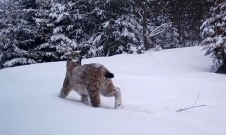 Imagini rare! Splendoare în zăpadă... Râs surprins de camere în Apuseni