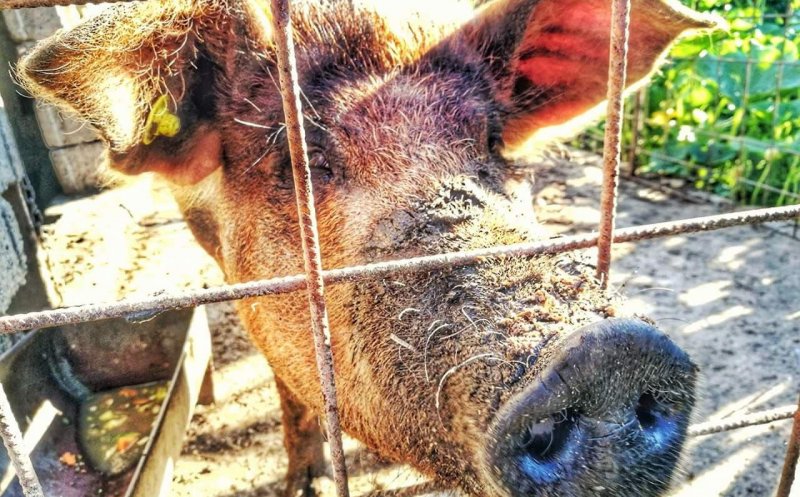 Caz de pestă porcină africană în localitatea Popeşti