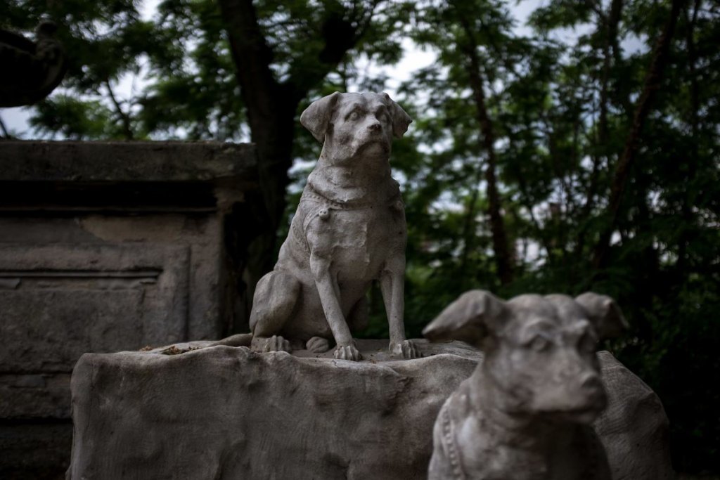 PETIȚIE pentru relocarea cimitirului pentru animale care se va construi în Cluj: "Zona e ultima oază de natură și aer liber pentru nu mai puțin de 80.000 de oameni"