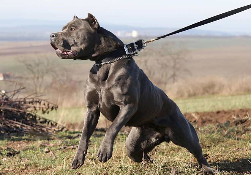 Protecţia Animalelor în acţiune: Sancțiuni contravenționale privind regimul de deținere al câinilor periculoși