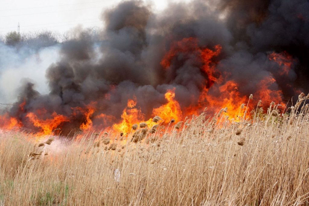 INCENDIU de vegetație într-o comună din judeţul Cluj / Arderea miriştilor şi a resturilor vegetale este INTERZISĂ