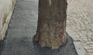 "Dorel", loveşte cu putere: A turnat asfalt la rădăcina copacilor / "De ce ar face cineva așa ceva?!"
