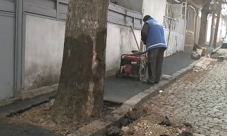 "Dorel" loveşte cu putere: A turnat asfalt la rădăcina copacilor / "De ce ar face cineva așa ceva?!"