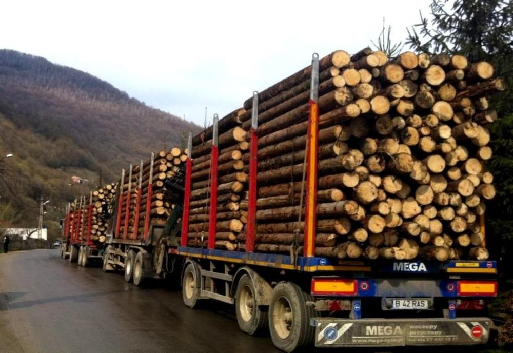 Lovitură grea pentru mafia lemnului din Cluj. Polițiștii au dat amenzi uriașe și au confiscat material lemnos