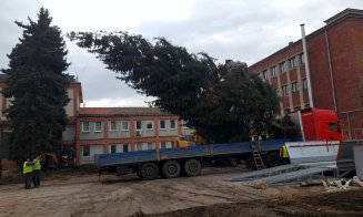 Copacii de pe fosta platformă Carbochim, relocați în pepiniera IULIUS pentru a fi parte din viitorul proiect mixed-use