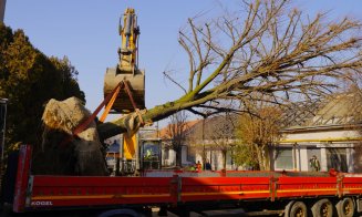 Copacii de pe fosta platformă Carbochim, relocați în pepiniera IULIUS pentru a fi parte din viitorul proiect mixed-use