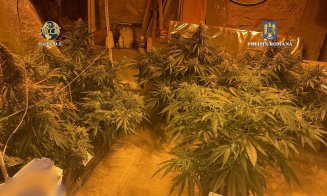 Un "grădinar" din Cluj, prins cu zeci de plante de cannabis în propria locuință