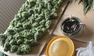 Un "grădinar" din Cluj, prins cu zeci de plante de cannabis în propria locuință
