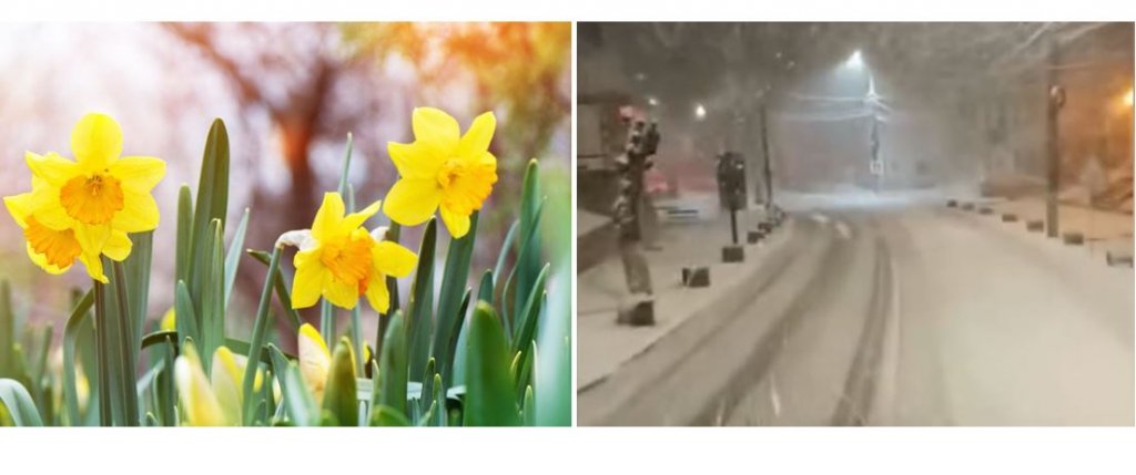 Vreme la extreme în România: În estul țării ninge ca-n povești, la Cluj e primăvară!