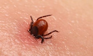 A început sezonul CĂPUŞELOR! Cu o lună mai devreme