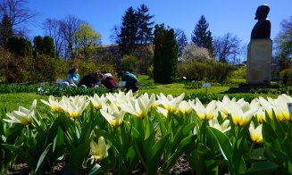 Raiul narciselor, lalelelor și magnoliilor: Grădina Botanică din Cluj trece la programul prelungit de primăvară