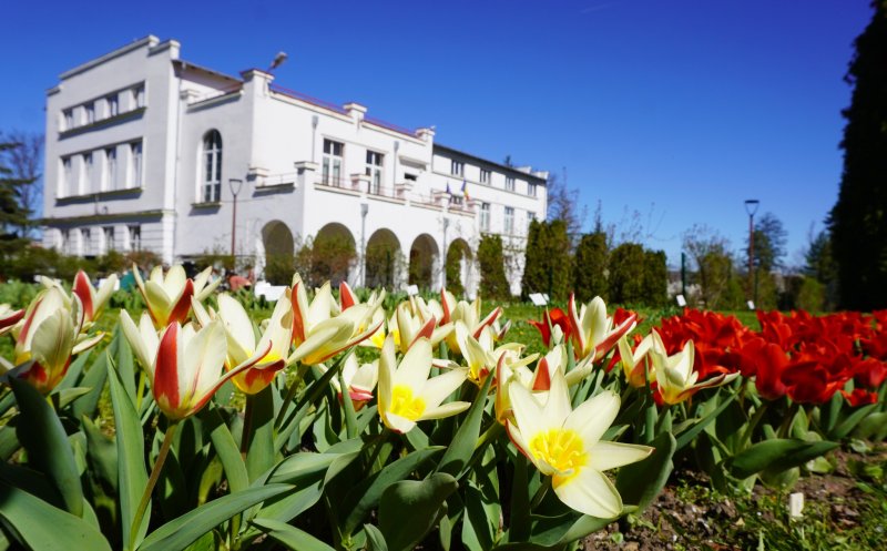 Raiul narciselor, lalelelor și magnoliilor: Grădina Botanică din Cluj trece la programul prelungit de primăvară